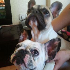 Unknown Breed