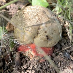 Satan`s Bolete