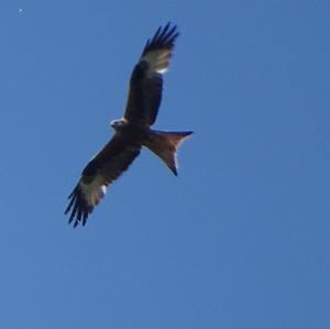 Black Kite