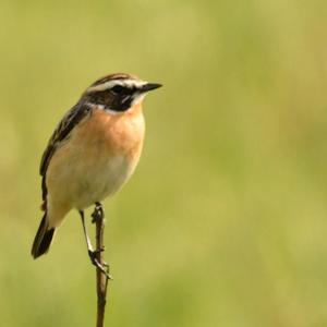 Whinchat