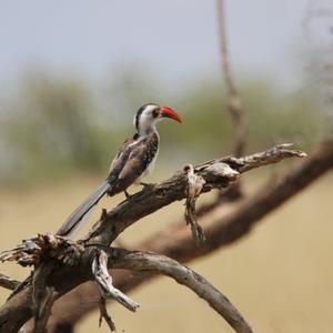 Red-billed Hornbill