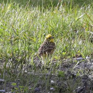 Yellowhammer