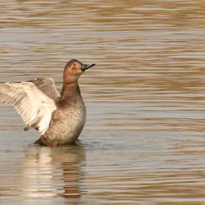 Common Pochard