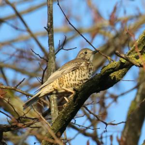 Mistle Thrush