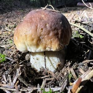 King Bolete