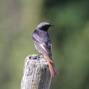 Black Redstart