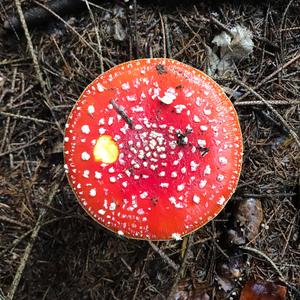 Fly Agaric