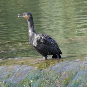 Great Cormorant