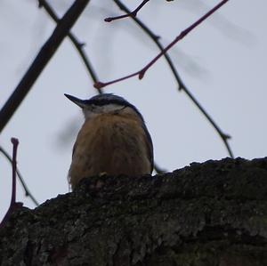 Wood Nuthatch