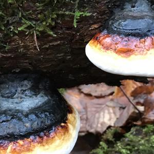 Red-belted Polypore