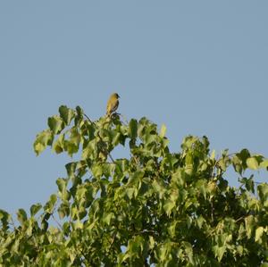 European Greenfinch