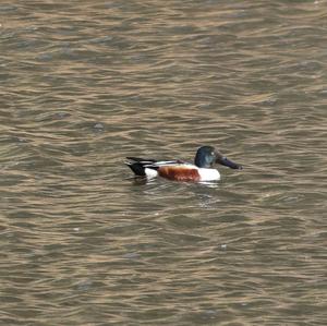 Northern Shoveler