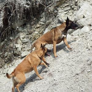 Belgian Malinois