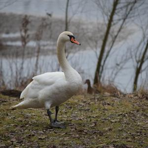 Mute Swan