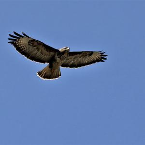 Common Buzzard