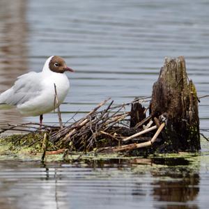 Black-headed Gull