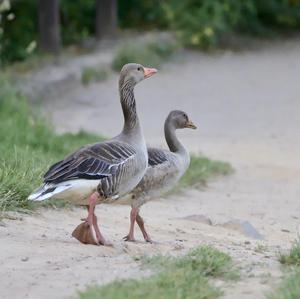 Greylag Goose