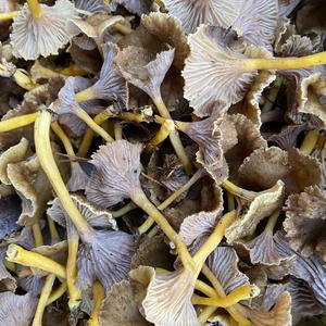 Trumpet Chanterelle