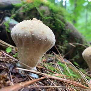 Gem-studded Puffball