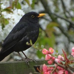 Eurasian Blackbird