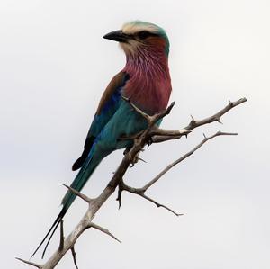 Lilac-breasted Roller