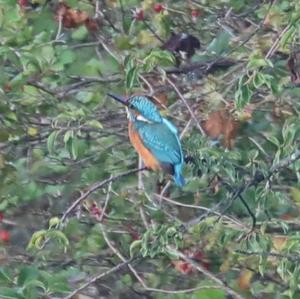 Common Kingfisher