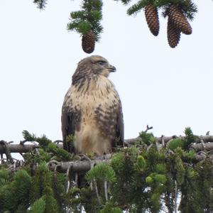 Common Buzzard