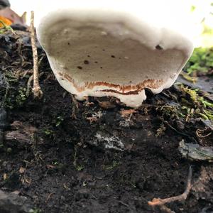Artist`s Fungus