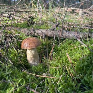 Bay Bolete