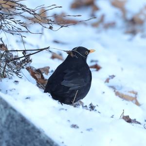 Eurasian Blackbird