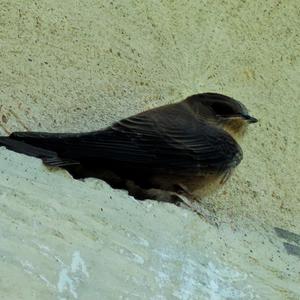 Common Swift