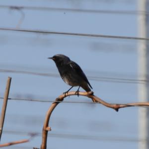 Black Redstart