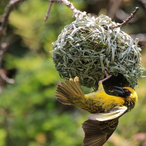 Village Weaver