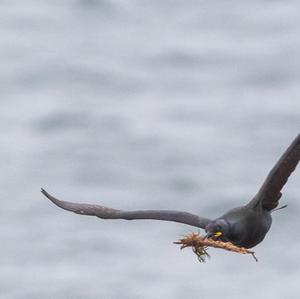 European Shag