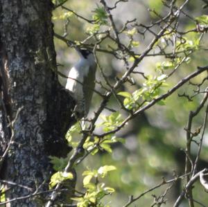 Eurasian Green Woodpecker