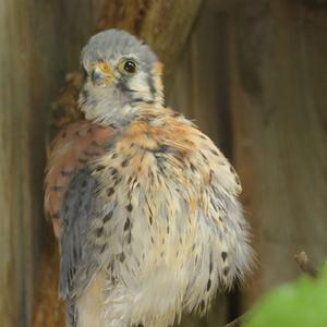 American Kestrel