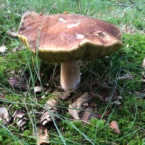 King Bolete