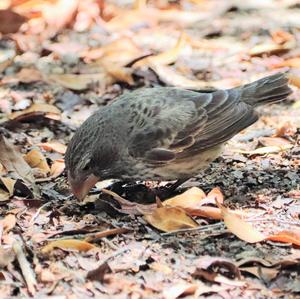 Large Ground-finch