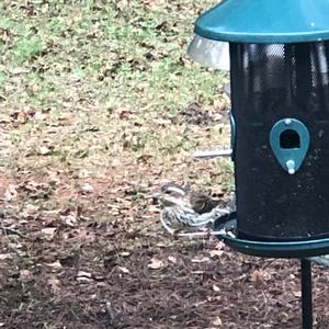 Rose-breasted Grosbeak