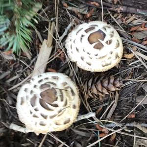 Shaggy-stalked Parasol