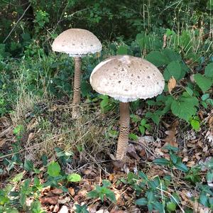 Parasol Mushroom