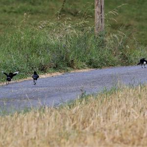 Black-billed Magpie