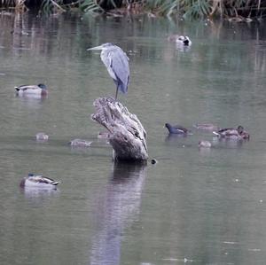 Grey Heron