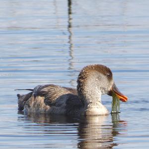 Red-crested Pochard