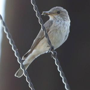 Spotted Flycatcher