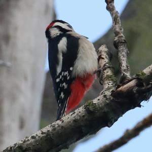 Great Spotted Woodpecker