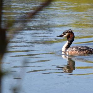 Great Crested Grebe