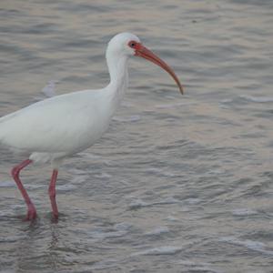 White Ibis