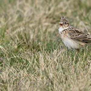 Eurasian Skylark