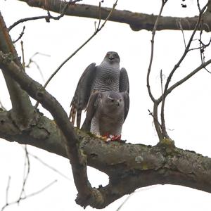 Northern Goshawk